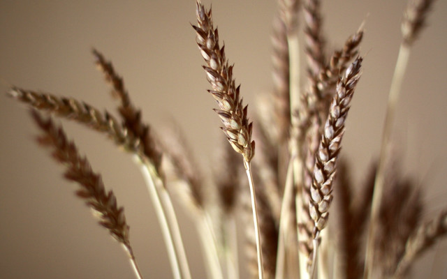 Plant stems blurry sunset macro free wallpaper - medium preview image