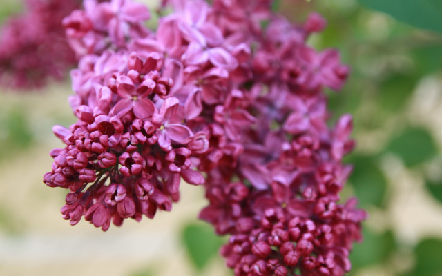 Purple flower bloom bokeh branch free wallpaper - medium preview image