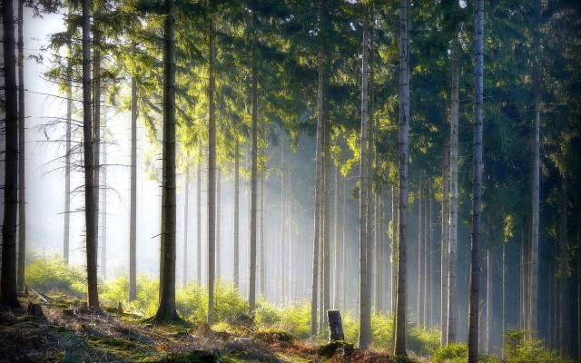 Forest bench fog trees nature free wallpaper - medium preview image