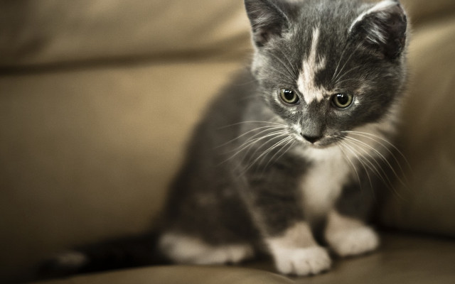 Small kitten couch sad eyes #2 free wallpaper - medium preview image
