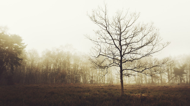 Lone tree fog forest bare free wallpaper - medium preview image