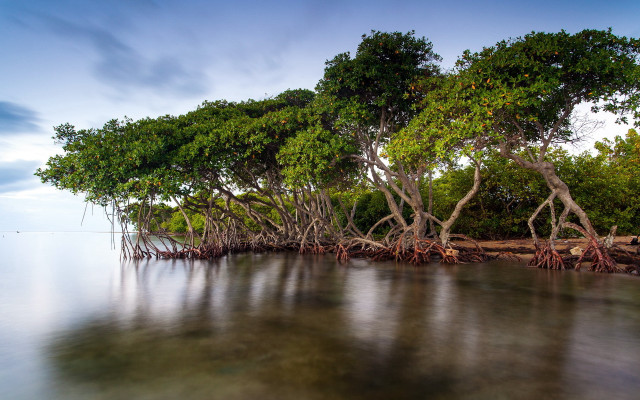 Lake trees reflection cloudy sky free wallpaper - medium preview image