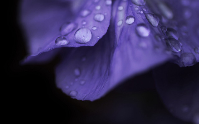 Purple flower water droplets macro #20 free wallpaper - medium preview image
