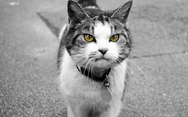 Black cat collar serious yellow free wallpaper - medium preview image