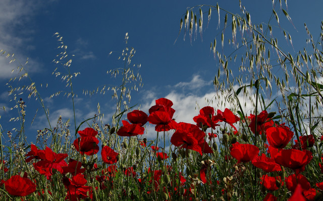 Red flower field blue sky #4 free wallpaper - medium preview image