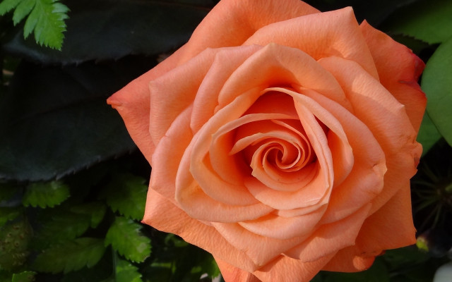 Orange rose leaves plant macro free wallpaper - medium preview image