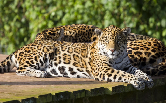 Leopard jaguar serval tiger camouflage free wallpaper for desktop - medium preview image