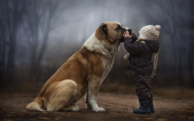 Child dog forest foggy trees free wallpaper - medium preview image