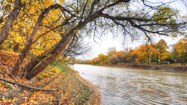 Autumn river leaves ducks trees free wallpaper - medium preview image