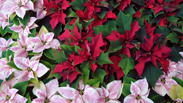 Pink green flower wall color free wallpaper - medium preview image