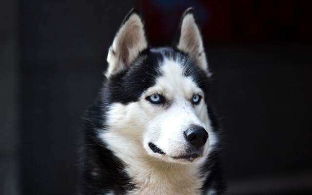 Black white dog blue eyes #3 free wallpaper - medium preview image
