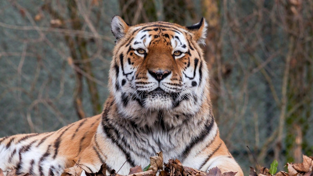 Tiger leaves forest branches blurry free wallpaper - medium preview image