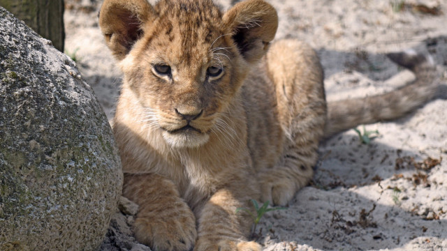 Lion cub sitting rock sand free wallpaper - medium preview image