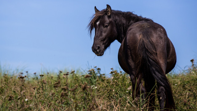 Horse field tallgrass flowers blue free wallpaper - medium preview image