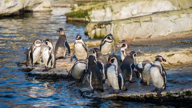 Penguins rock water beach horizon free wallpaper - medium preview image