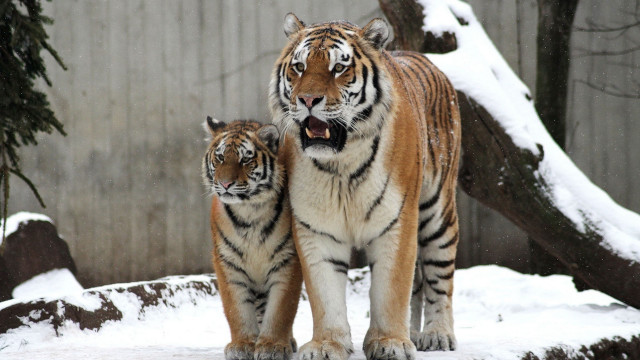 Tiger snowy forest bare tree free wallpaper - medium preview image