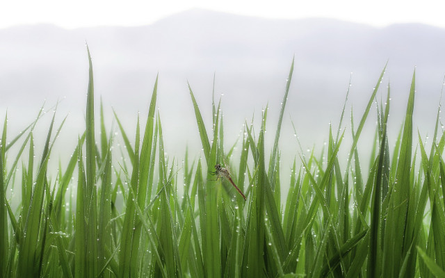 Grass water droplets bird bamboo free wallpaper - medium preview image