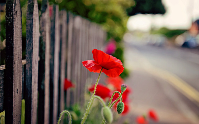 Red flower garden fence street free wallpaper - medium preview image