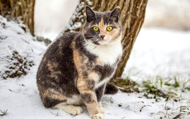 Snowy cat impressionism tree branches free wallpaper - medium preview image