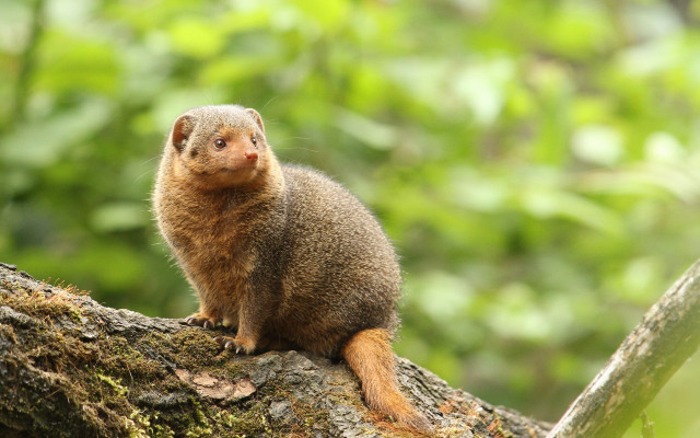Small animal forest branch photorealistic free wallpaper - medium preview image