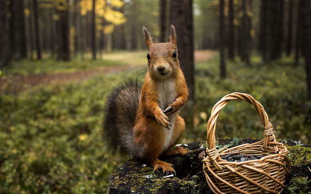 Squirrel log basket woods trail free wallpaper - medium preview image