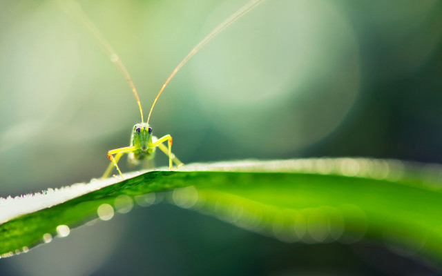 Grasshopper leaf water droplets macro free wallpaper - medium preview image