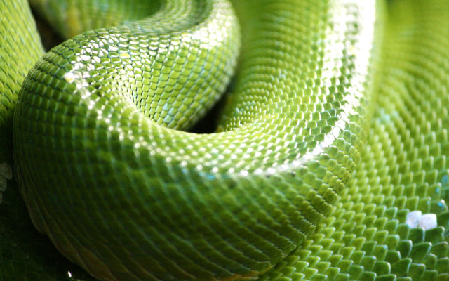 Green cobra fence macro fishnets free wallpaper - medium preview image