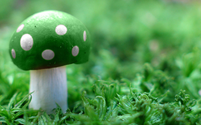 Green mushroom white dots grass free wallpaper - medium preview image