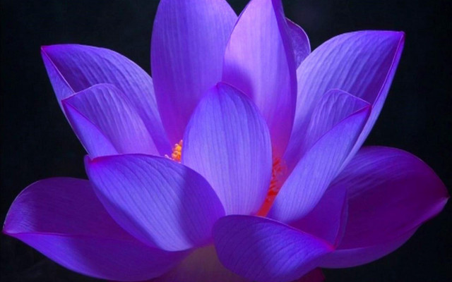 Purple flower macro shiny black free wallpaper - medium preview image