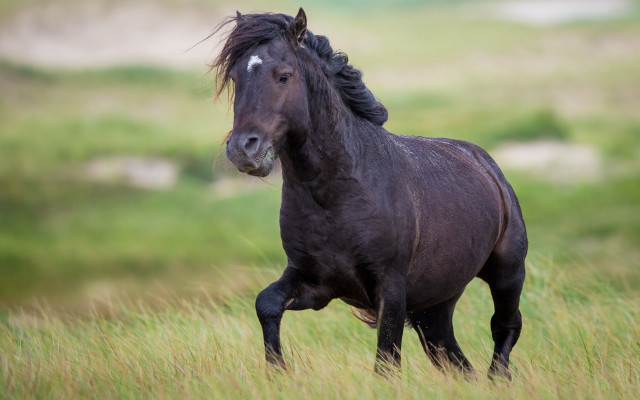 Black horse running grassy field #2 free wallpaper - medium preview image