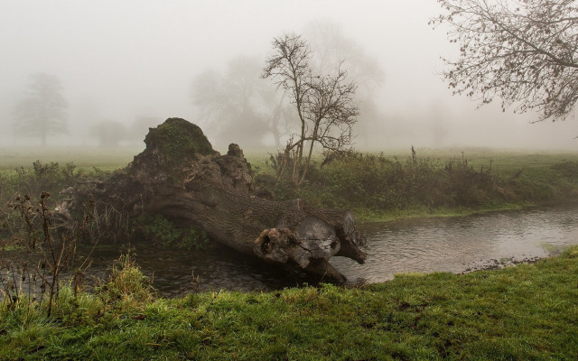 Fallen tree stream fog bush free wallpaper - medium preview image