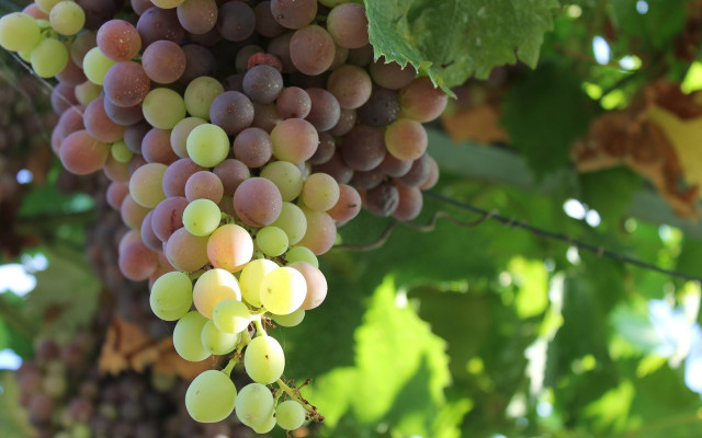 Grapes vineyard leaves sky impressionism free wallpaper - medium preview image