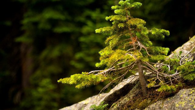 Small tree rock woods moss free wallpaper - medium preview image