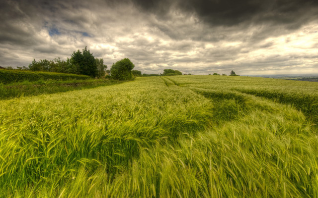 Green grass cloudy sky tilt free wallpaper - medium preview image