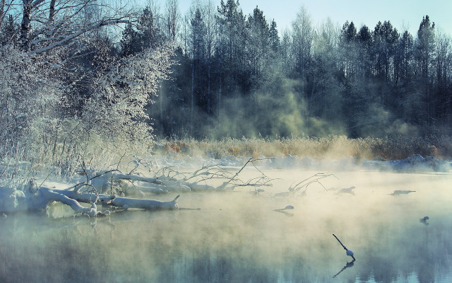 Foggy lake birds winter arkhip free wallpaper - medium preview image