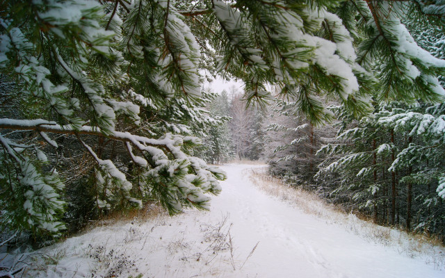Snowy forest path ecological art free wallpaper - medium preview image