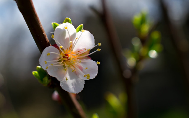 Flower leaves buds macro bokeh free wallpaper - medium preview image
