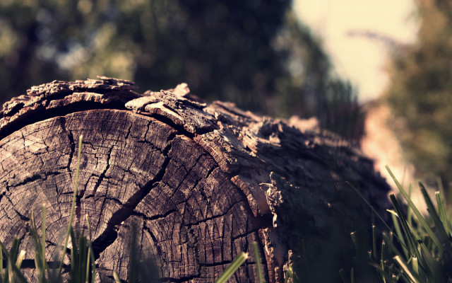Tree stump grass urban sunset free wallpaper - medium preview image
