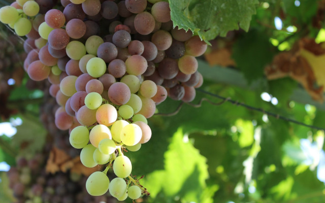 Grapes vineyard leaves bokeh christmas free wallpaper - medium preview image