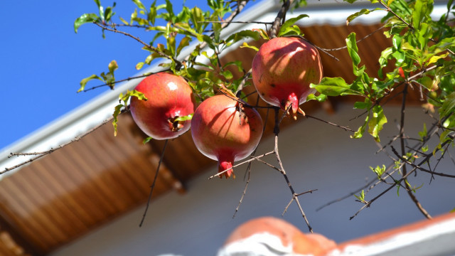 Branch fruit leaves building stilllife free wallpaper - medium preview image