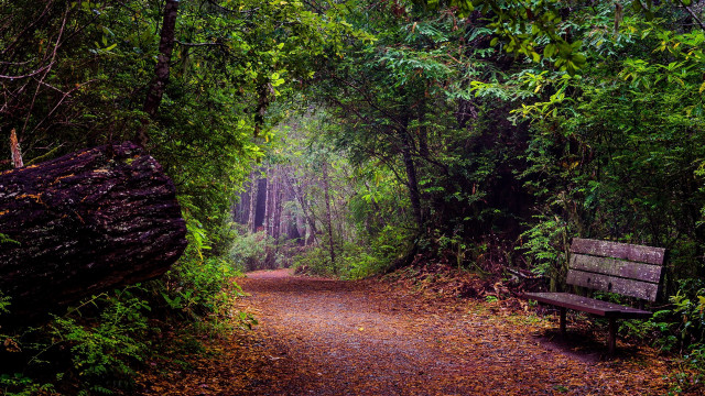 Forest bench path leaves log free wallpaper - medium preview image