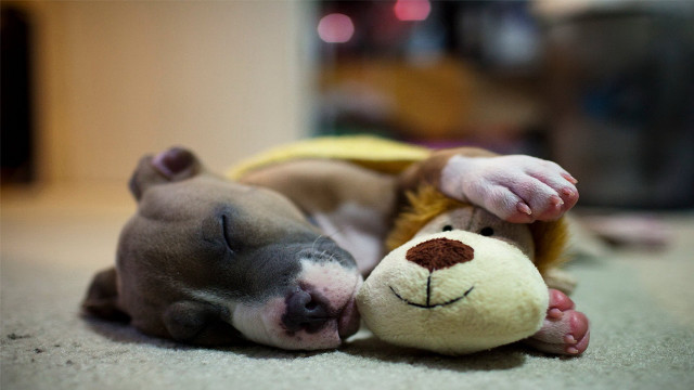 Sleeping shiba inu stuffed animal free wallpaper - medium preview image