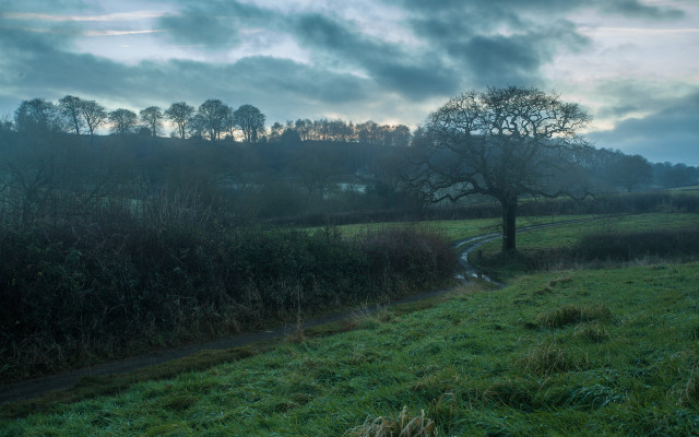 Lone tree grassy field path free wallpaper - medium preview image