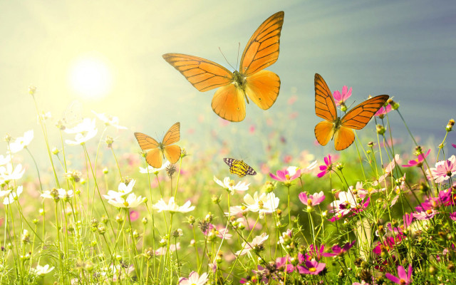Flower field butterflies sunlight nature free wallpaper - medium preview image