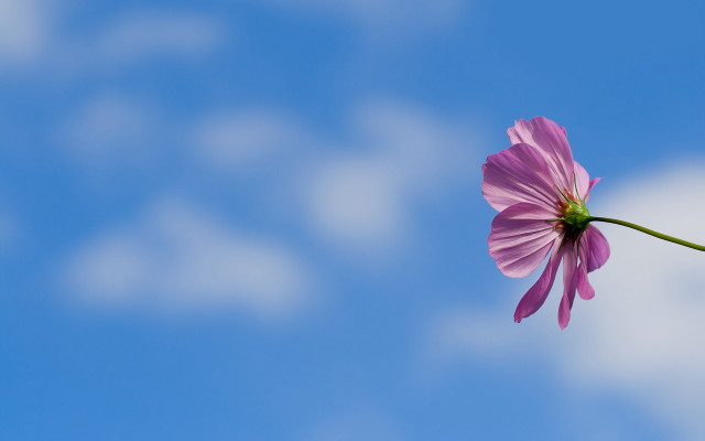 Single flower blue sky clouds free wallpaper - medium preview image