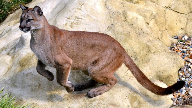 Mountain lion running rock forest free wallpaper - medium preview image