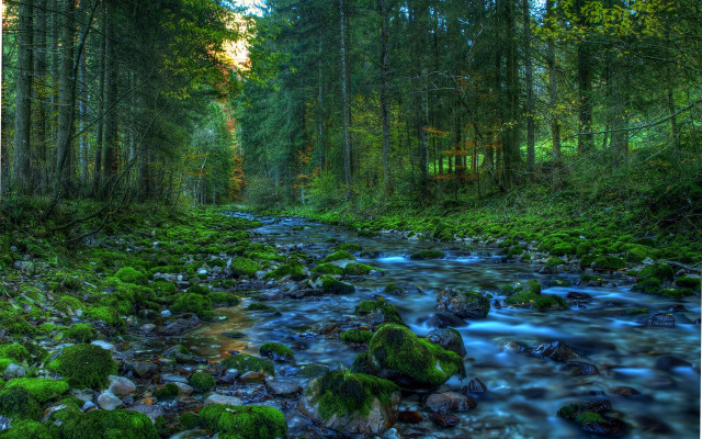 Lush forest stream river nature free wallpaper - medium preview image