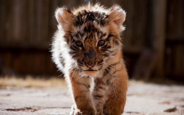 Tiger cub walking dirt field free wallpaper - medium preview image