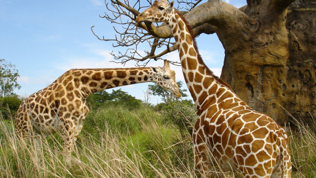 Giraffes tallgrass tree rockwall wildlife free wallpaper - medium preview image