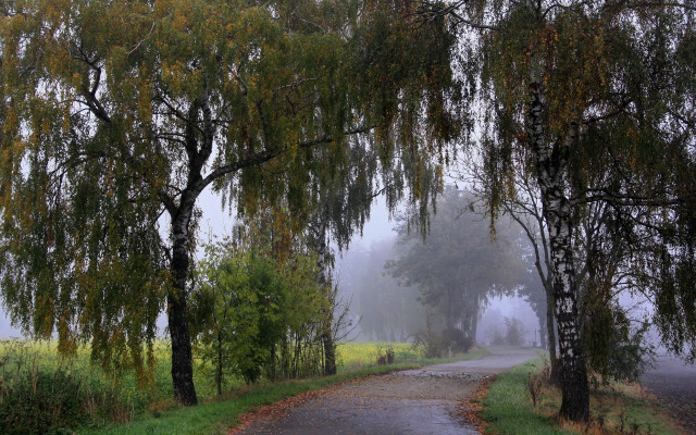 Misty road with trees and free wallpaper - medium preview image